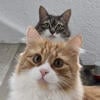 hedera_s