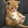 Lil Kitty