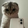 Инфок