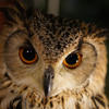 owlborne