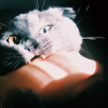 Adie