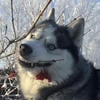 Гуашистая