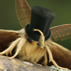 DrTuxedo