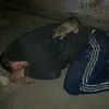 Зебра_2010