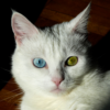 Maks_Altay
