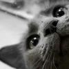 Шкошка