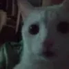Karri_Loon