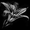 Mirabilis