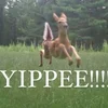 два барана в поле