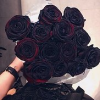 Dead_Rose_No