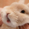 SweetieTomatto