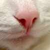KofiLine