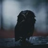 owlfromhell