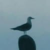 Цукини в бикини