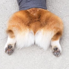 ViChtoEbobo
