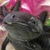Little Axolotl