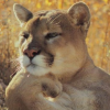 Leonessa_Di_Montagna