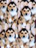 Wondercorgi