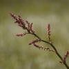 Rika Rumex