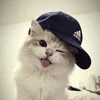 dreapsd