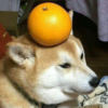 43_5.jpg