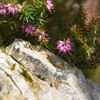 Erica Herbacea