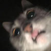 shlnsv.o