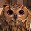 The lonely owl