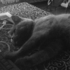 Deagli
