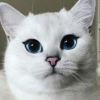 Кошкотари