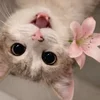 Комнатадлячистоты