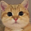 _Just_