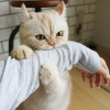 mochi_yooni