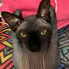Helllcat