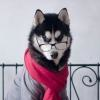 Buck-wolfdog