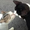депрессивное начало