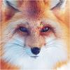by_Fox