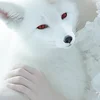 Red_fox._.