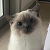 Кот Ринго.
