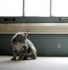 Кошка_которая_любит_дождь