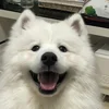 Komooreby