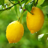 Two_Lemons