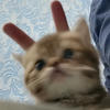 chopisdish_