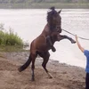 София Дациева