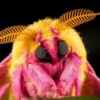 rosy maple moth