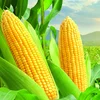 Чиловая кукуруза