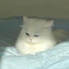 Shiro.Neko