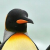 Lazy penguin
