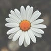 Romashka-R