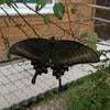 16_Максим Сайфер_08